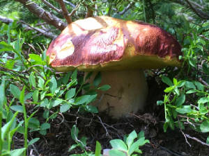 Mushrooms.July.18.20.jpg