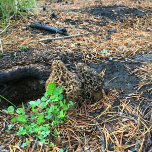 Mushrooms.July.18.4.jpg