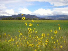 Sunflowers.e.jpg